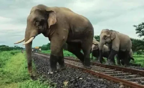 Why are so many of India’s elephants being hit by trains?15