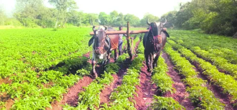 ఆశలన్నీ ఆలుపైనే