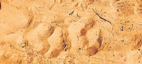 బుగ్గగూడం శివారులో పులి సంచారం 