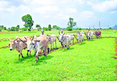 యాసంగి ప్రణాళిక ఖరారు