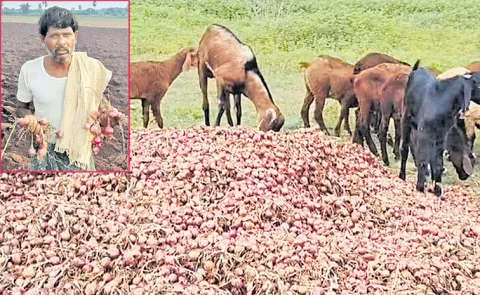 Onion farmers lost due to fall in prices