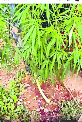 నాలుగున్నర కిలోల గంజాయి స్వాధీనం 