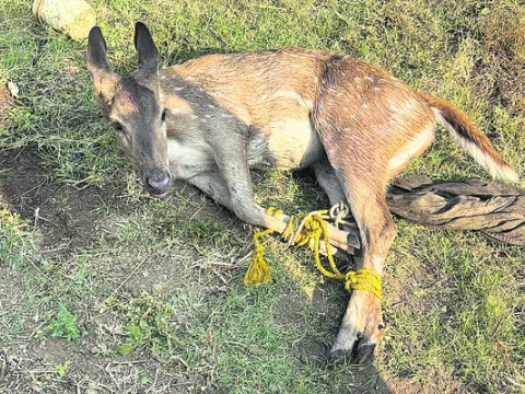 జనావాసాల్లోకి జింక