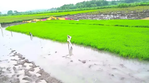 నారుమడులపై చలిప్రభావం 