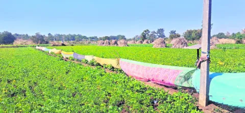 పంటల రక్షణ కోసం పాత చీరలు 