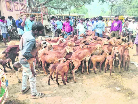 తాళ్లపాలెం సంతకు పండగొచ్చింది... 