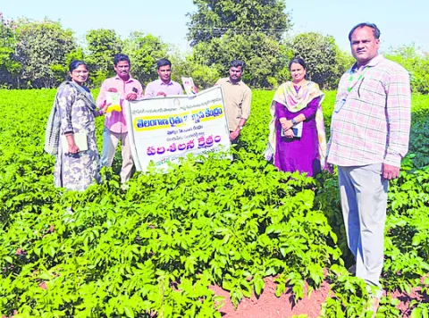 ‘ఆలు’ పంటకు సస్యరక్షణ అవసరం