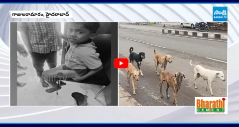 Five Children Injured In Stray Dog Attack 1