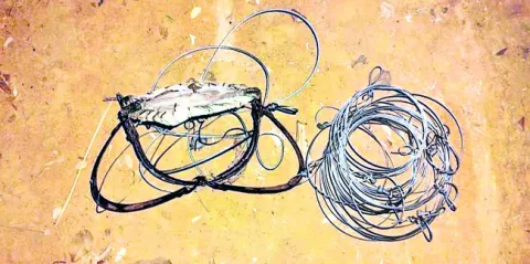 నల్లమలలో పులి భద్రమేనా?