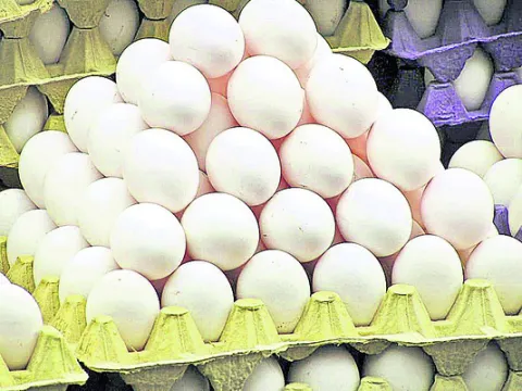 కొండెక్కిన కోడిగుడ్డు! 