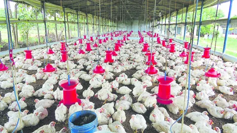 చలికాలం కోడి పైలం