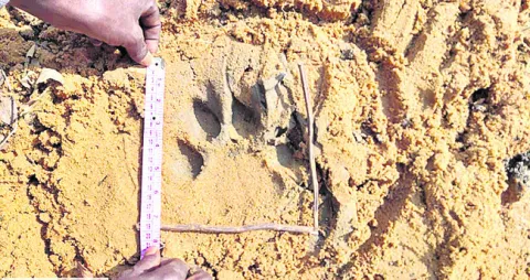 భీమారం అడవుల్లో   పెద్దపులి సంచారం 
