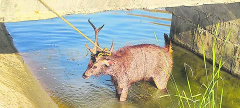 కెనాల్‌లో పడిన జింక