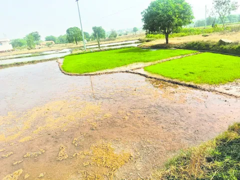 వరివైపే మొగ్గు