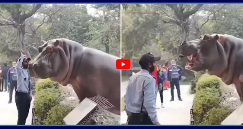 Viral Video Security Guard Risks His Life To Protect Zoo Visitors From A Hippo 1