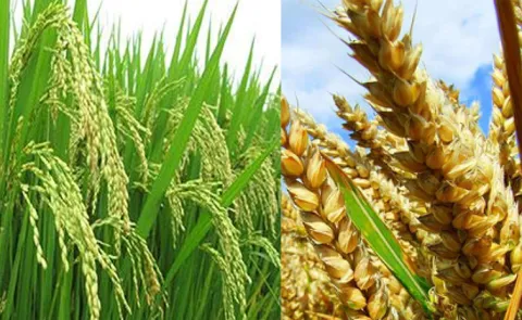 Rabi crop records over 8 lakh hectare compared to last year 2025-2612