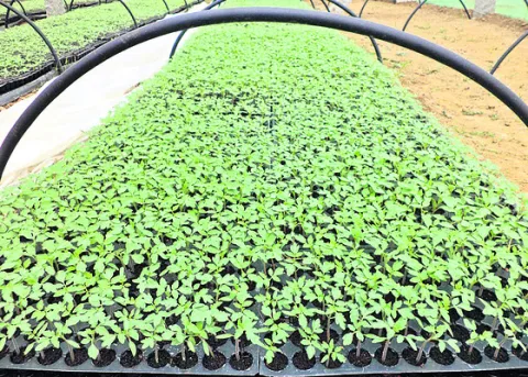 నకిలీ వి‘ప’త్తు! 