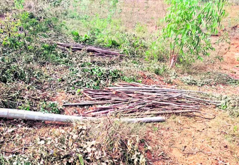 అటవీ ప్రాంతంలో చెట్ల నరికివేత 
