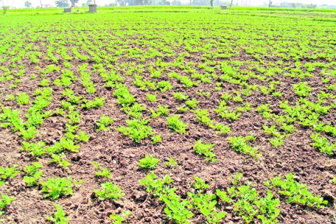 ● ఎర్రగుంట్ల, జమ్మలమడుగు మండలాలు మినహా... 
