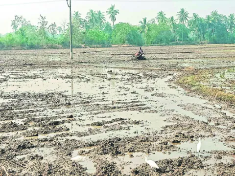 మూడో పంటకు మంగళం! 