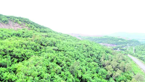 ●నల్ల నేలపై పచ్చని హారం 