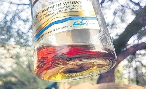 Lizard's Tail Found in Alcohol bottle