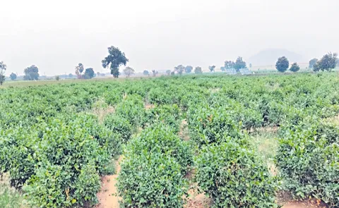 Wakf lands are being lost in Guntur district