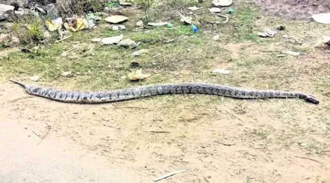 భారీ కొండచిలువ హతం 