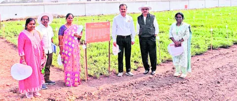 నంద్యాల శనగతో అధిక దిగుబడులు