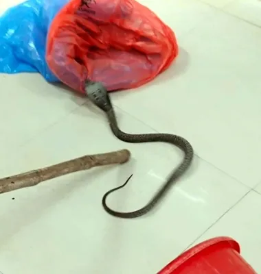 ● టెక్కలి జిల్లా ఆస్పత్రిలో నాగుపాము 