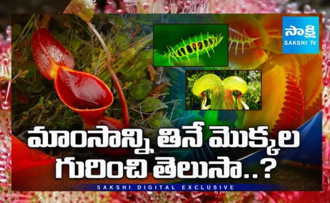 Carnivorous Plants Interesting Facts in Telugu
