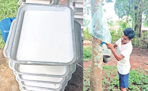 Maredumilli area has become a hot spot for rubber cultivation