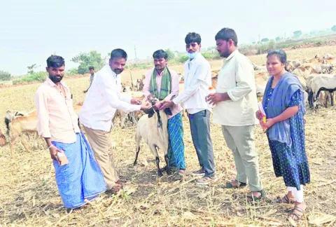నట్టల నివారణతో జీవాలు సురక్షితం 