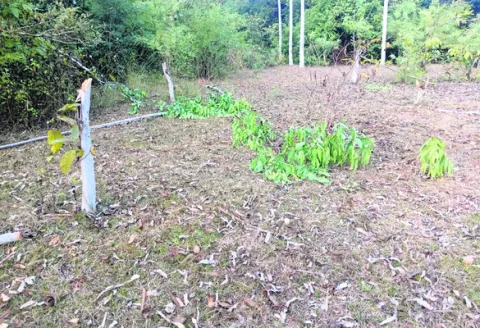 అటవీ ప్రాంతంలో జామాయిల్‌ చెట్ల నరికివేత 