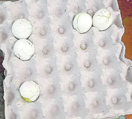 ‘ఎగ్‌’నామం పెట్టేందుకా? 