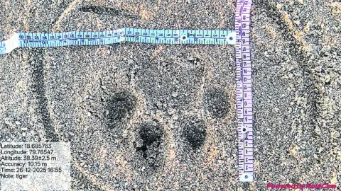 రూటు మార్చిన టైగర్‌