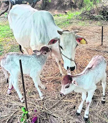 ఒకే కాన్పులో ఆవుకు రెండు పెయ్యిలు జననం 