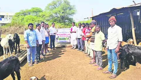 జీవాలకు టీకాలు  తప్పనిసరి