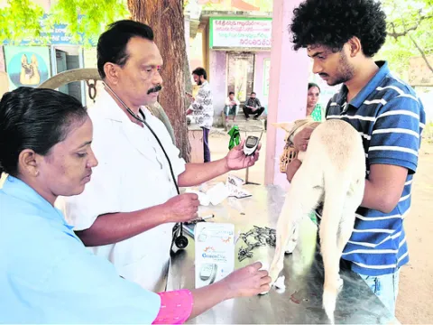 మూగజీవాలకు షుగర్‌ పరీక్షలు