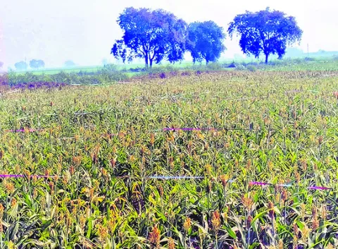 పక్షుల బెడదకు చెక్‌ 