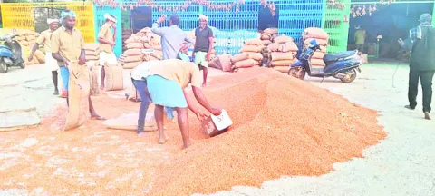 కంది రైతుకు కన్నీరే..!