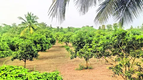 మంచుపడి.. పూత మాడి 