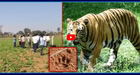 Tiger Wandering In Crop Lands Forest Officer Identified Footprints  1