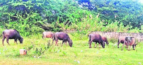 అన్నదాతకు ఆసరా 
