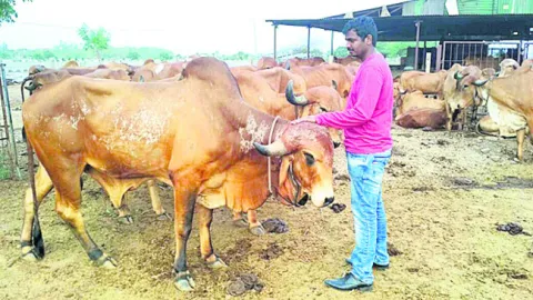 గోవుల గోపన్న అన్వేష్‌
