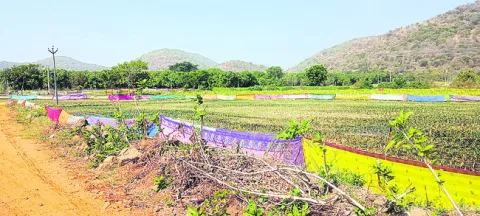 చేల చుట్టూ.. చీరకట్టు..