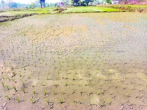 వరినాట్లపై చలి పంజా