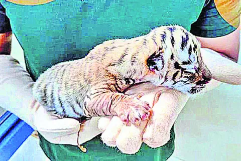 రెండు కార్లు ఢీ 