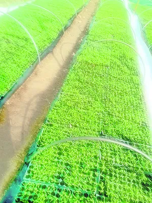 టమోతనారు 