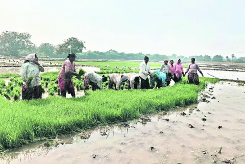 యాసంగి సాగు జోరు